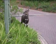 Buck on Acaciawood Drive, in the Zimbali Coastal Resort